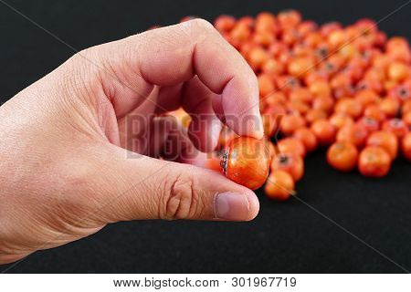 Hawthorn Fruit, Red Hawthorn And Human Health, The Healing Hawthorn Fruit,