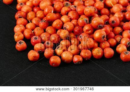 Red Hawthorn Fruit, On Black Background
Medicinal Fruit Red Hawthorn, Alternative Medicine And Hawth