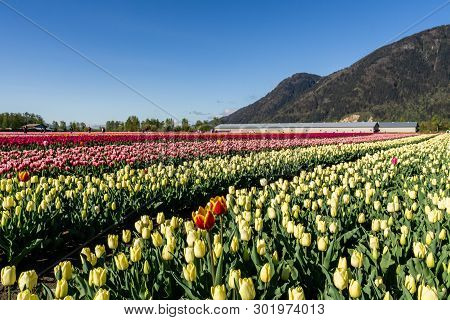 Chilliwack, Canada - April 20, 2019: Big Tulip Flower Field At The Chilliwack Tulip Festival In Brit