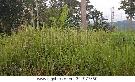 Landscape, Nature, Panorama, View, Flower, Afternoon, Grass