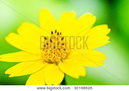 Melampodium Divaricatum 또는 작은 노란색 별