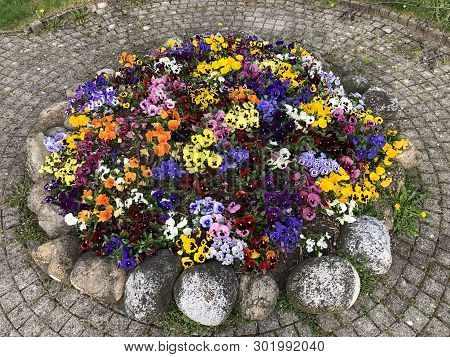 Flowers Pansies As A Street Decoration In The Vitznau Settlement - Canton Of Lucerne, Switzerland