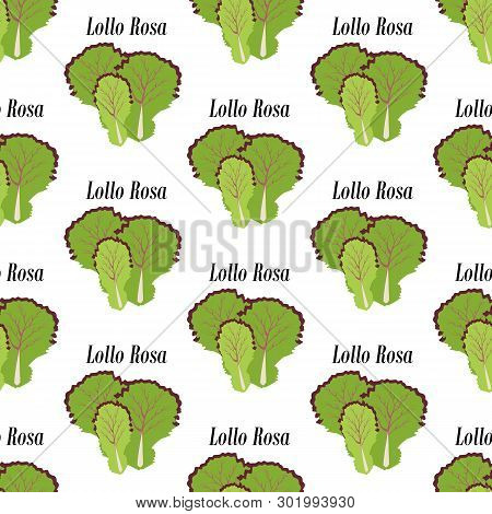 Lollo Rosa Seamless Pattern On The White Background. Vector Illustration