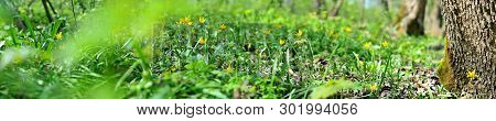 Panorama Of A Green Meadow, A Suburb Of Novomoskovsk, Ukraine
