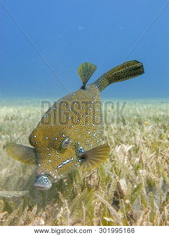 Yellow Boxfish Searching For Food On The Seagrass In Dahab, Egypt