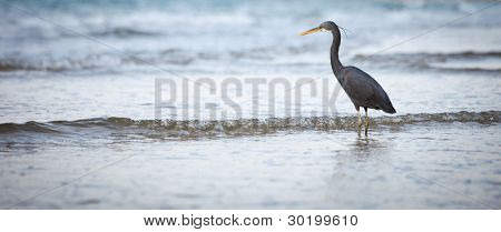Western Reef-Reiher (Egretta Gularis)