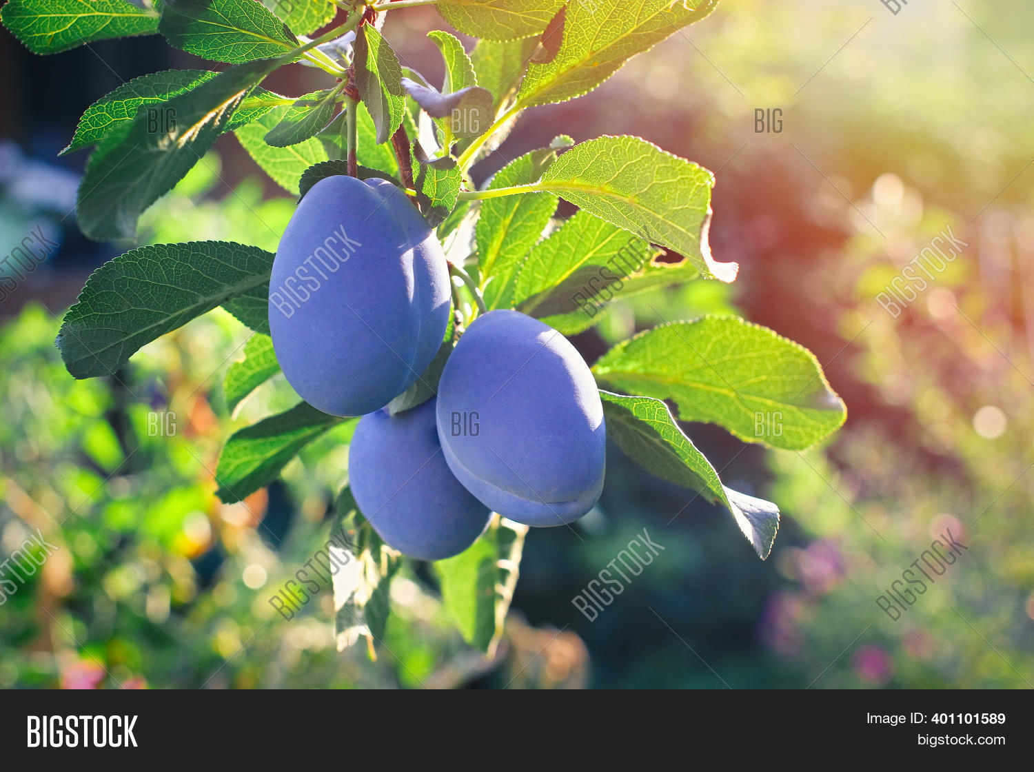 Close Plums On Branch Image & Photo (Free Trial) Bigstock