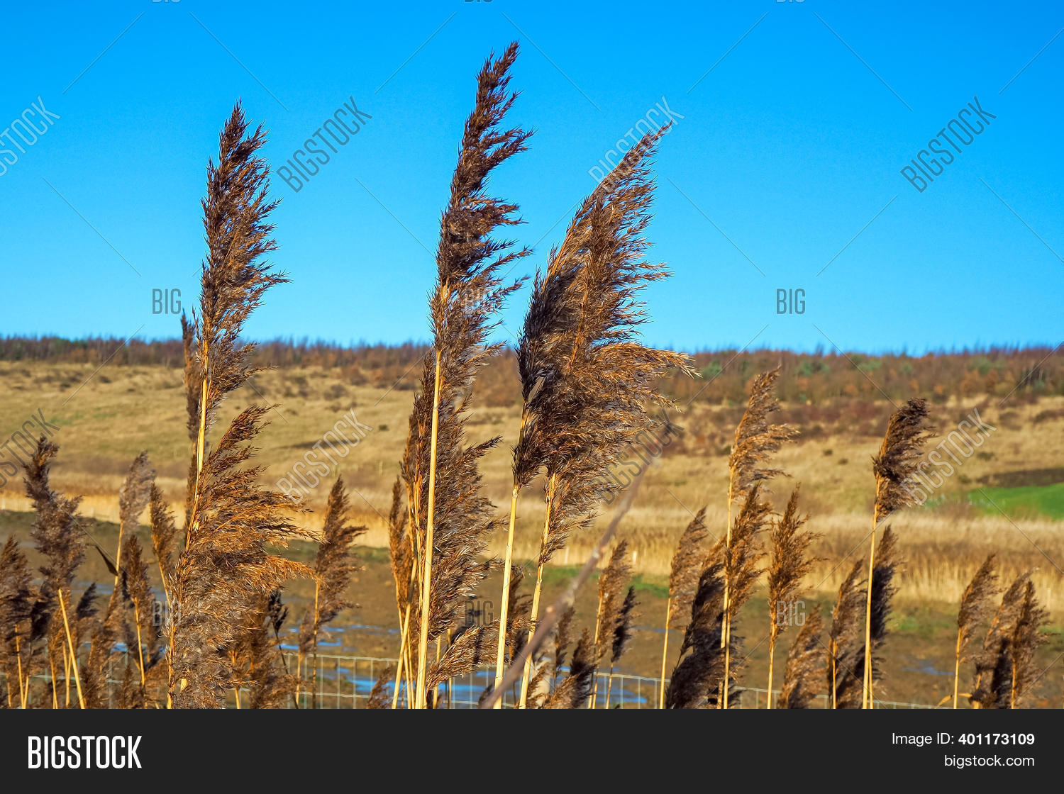 Seed Heads Tall Reeds Image & Photo (Free Trial) Bigstock