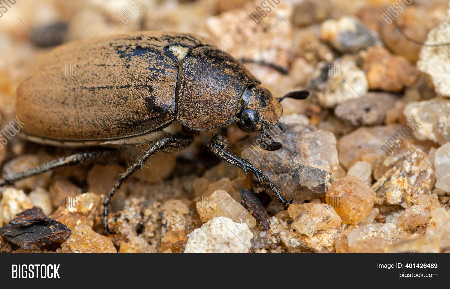 Old European Chafer Image & Photo (Free Trial) Bigstock