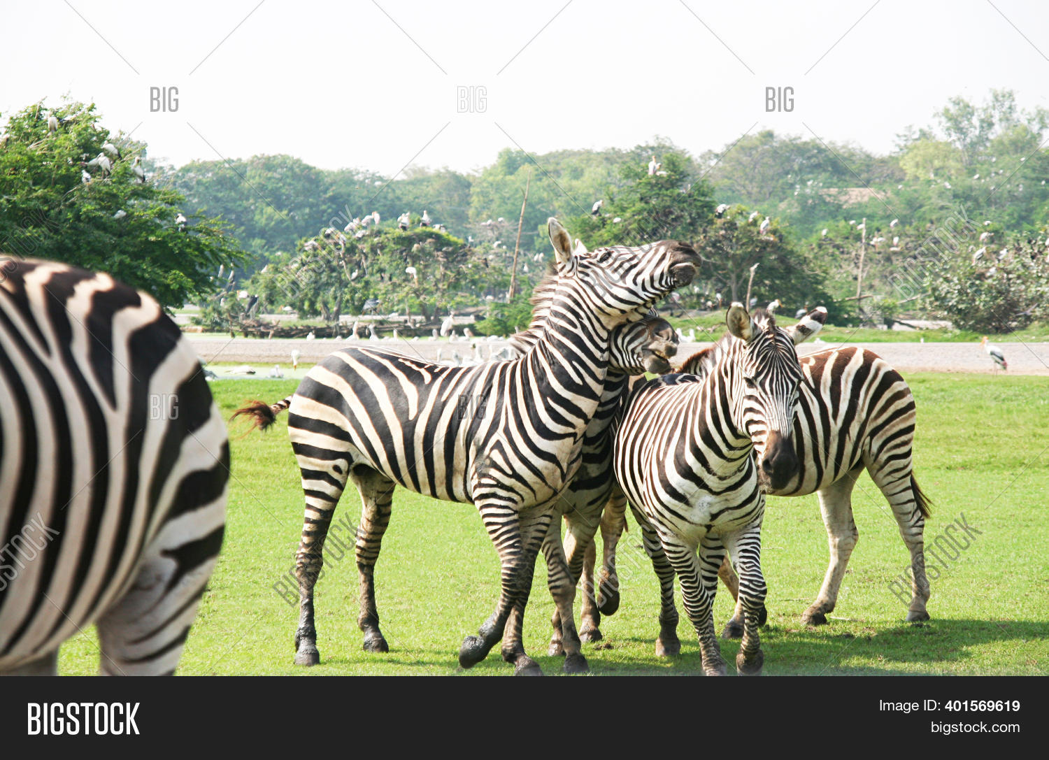 Zebras., Many Zebras Image & Photo (Free Trial) | Bigstock