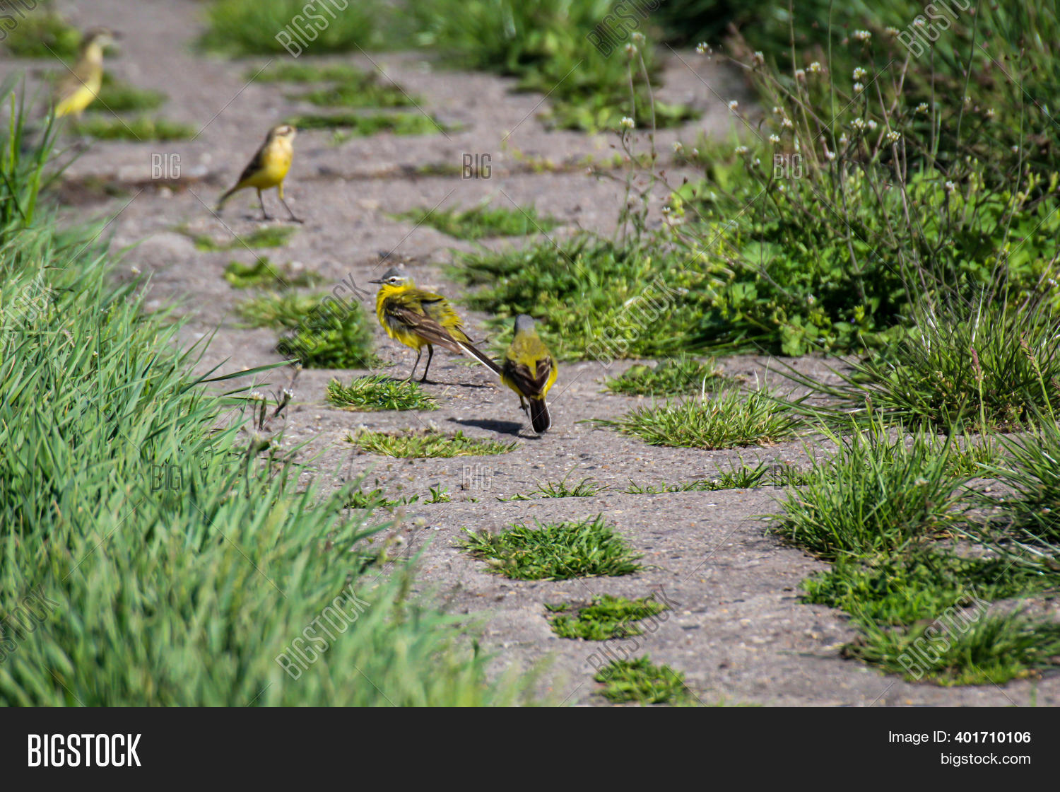 German Stilts On Image & Photo (Free Trial) Bigstock