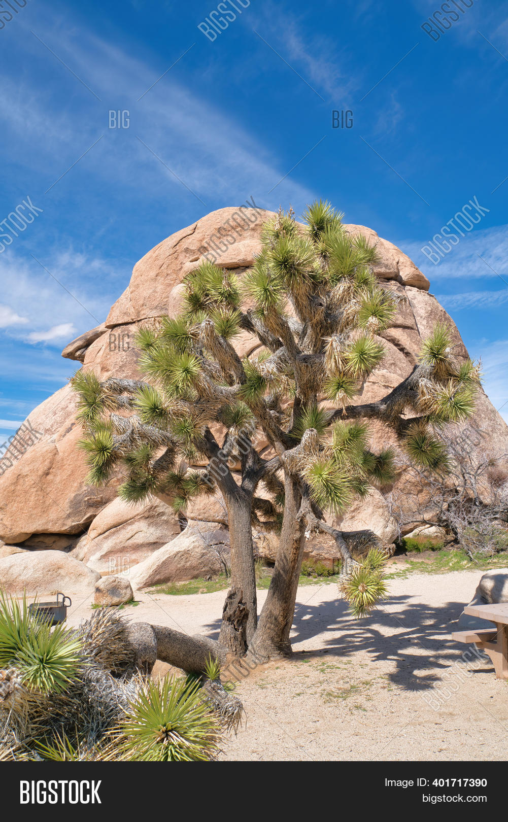 Tall Joshua Tree Huge Image & Photo (Free Trial) Bigstock