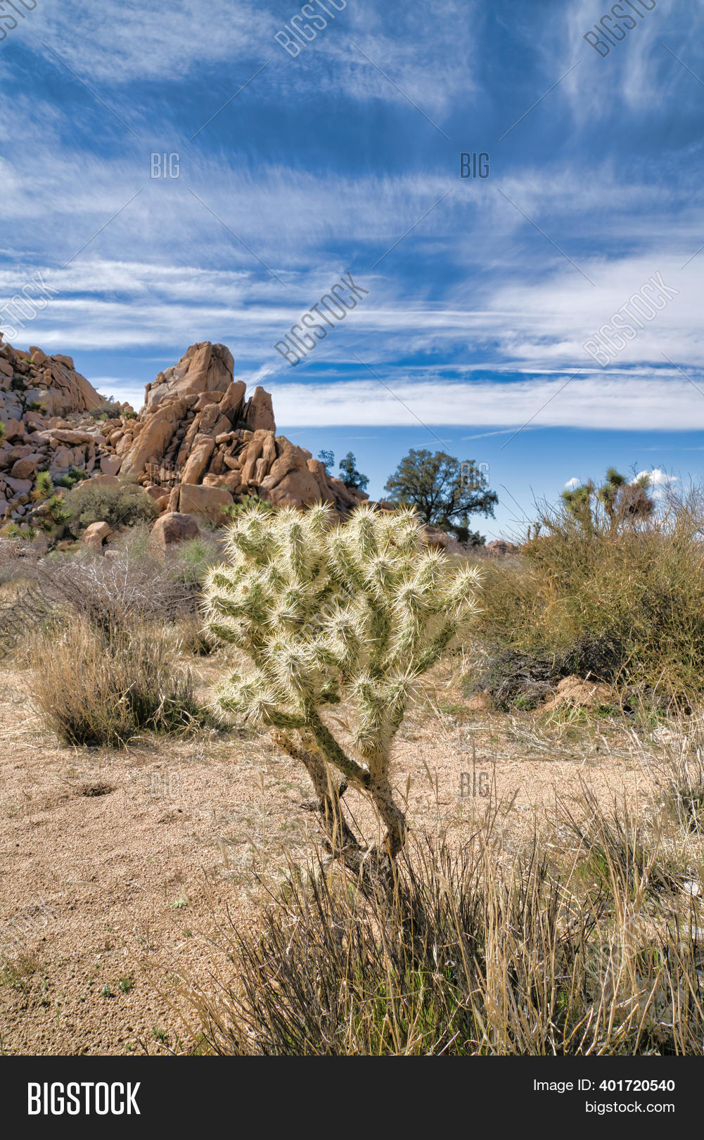 Small Joshua Tree Image & Photo (Free Trial) | Bigstock