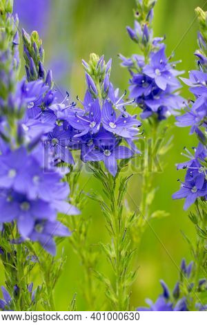 Veronica Teucrium Flowers On The Field In Summertime. Bright Purple Spiked Flowering Speedwell Plant