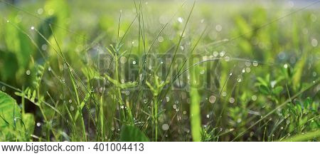 Green Grass Morning Spring Or Summer Meadow Background