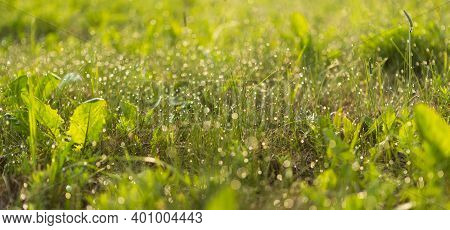 Green Grass Background With Blurred Selective Focus