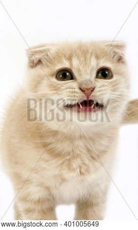 Cream Scottish Fold Domestic Cat, 2 Months Old Kitten Miaowing Against White Background