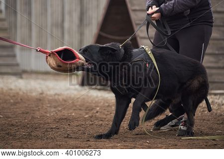 Sports Training Dog Playground In Kennel Of Service German Shepherds. Charming High Bred Dog. Large
