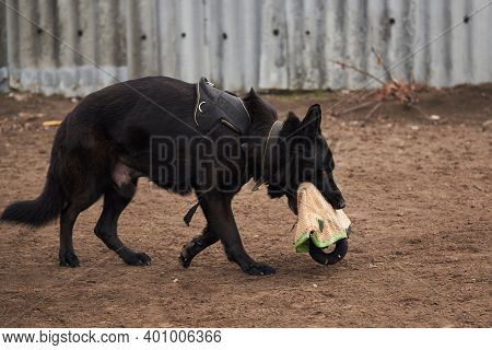 Black Large Male German Shepherd Of Working Breeding Runs With Sleeve In His Mouth On Sports Trainin