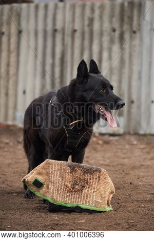 Sports Training Dog Playground In Kennel Of Service German Shepherds. Charming High Bred Dog. Large