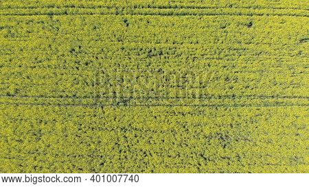 Aerial Top View Of Yellow Canola Field. Harvest Blooms Yellow Flowers Canola Oilseed. Rural Field Pl