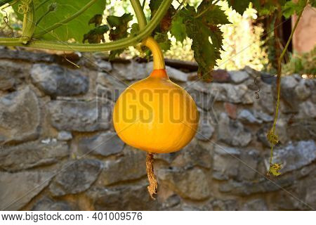 Orange Pumpkin Variety Potimarron Hanging From Vine. Stone Wall Background.
