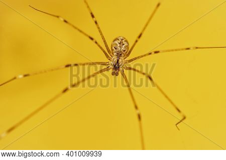 Macro Photo Of A House Spider On Yellow Background