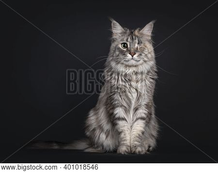 Very Pretty Silver Tortie Maine Coon Cat With One Eye. Sitting Up Straigth Facing Front. Looking Fri