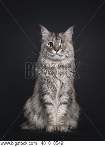 Very Pretty Silver Tortie Maine Coon Cat With One Eye. Sitting Up Straigth Facing Front. Looking Fri