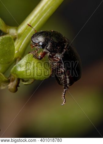Adult June Beetle