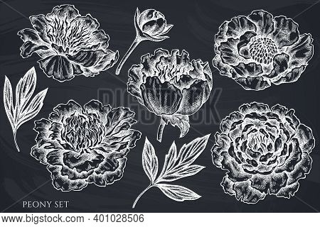 Vector Set Of Hand Drawn Chalk Peony Stock Illustration