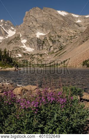 Wildflowers Bloom Along The Shore Of Lake Isabelle In Colorado Mountains