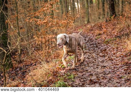Young Weimaraner Dog Dog In Autumn Landscape. Autumn Hunting. Hunting Dog Running In The Woods.