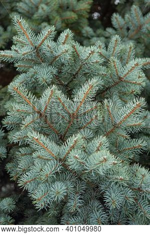 A Branch Of A Blue, Lush Christmas Tree, There Is A Place For Text. High Quality Photo