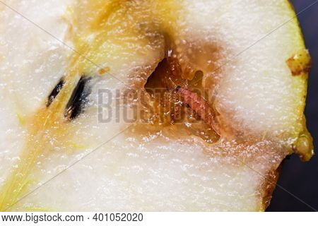 Caterpillar Eating A Pear. Worm (maggot Larva) Eating Pear. Half Of A Wormy Pear.