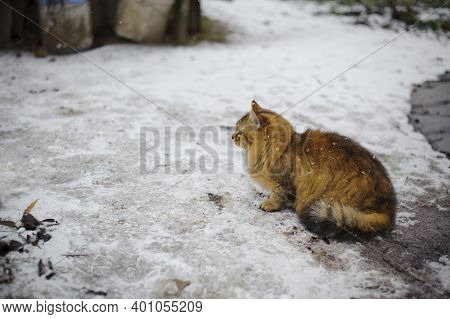 An Adult Cat Sits On The Ground In Ice, Winter Weather, Frost Or March. Home Animal On The Street. H