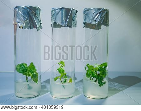 Cloned Micro Plants In Test Tubes With Nutrient Medium. Micropropagation Technology In Vitro