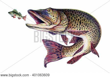 Amur Pike, Esox. Fish Collection. Healthy Lifestyle, Delicious Food, Ichthyology Scientific Drawings