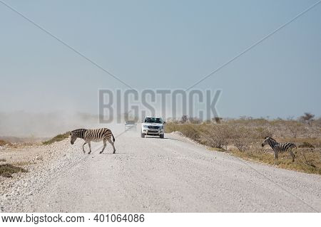 Etosha, Namibia, June 19, 2019: Zebras Cross A Dusty Road That Runs Through A Rocky Desert In Front 