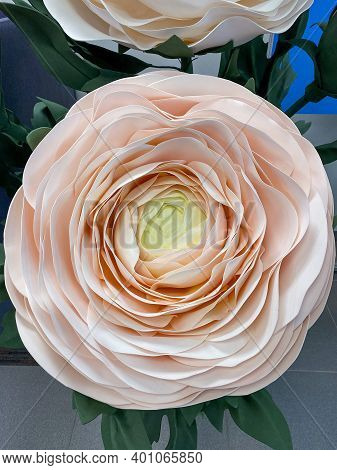 Big Pink Artificial Ranunculus Flower. Top View