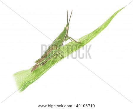 Chlorizeina feae