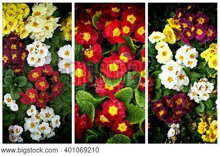 Triptych of flowers of Primrose (Primula).
