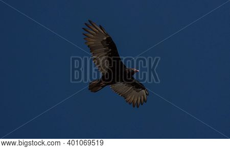 Turkey Vulture Cathartes Aura Seen From Below Mid Flight Near La Portada Antofagasta Chile In South 
