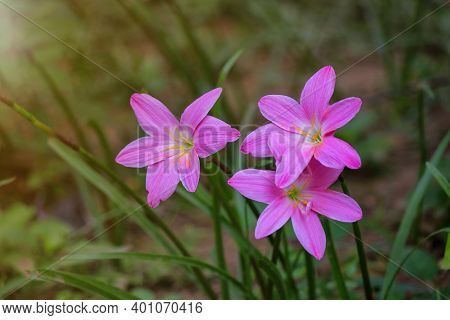 Colchicum Autumnale Pink Commonly Known As Autumn, Saffron, Meadow