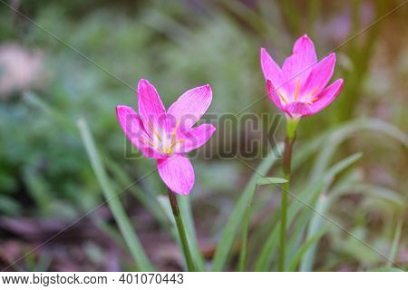 Colchicum Autumnale Pink Commonly Known As Autumn, Saffron, Meadow