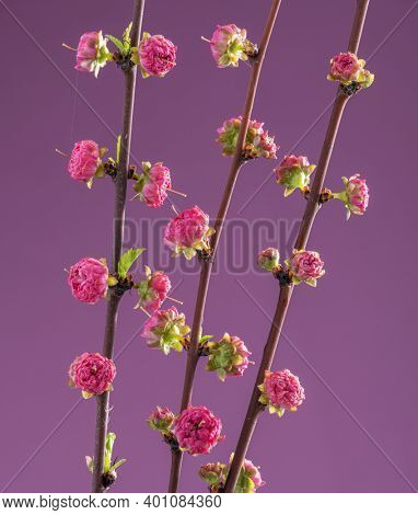 Blooming Amygdalus Triloba branch on pink background.  Symbol of life beginning and the awakening of nature. 
