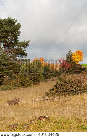 Juniper Shrubs In Dry Grassland In Swabian Alb With Colorful Deciduous Trees In Autumn