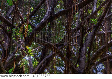 Detail Of Sunlight Passing Through Small Leaves On A Huge Banyan Tree. Atmosphere Of Calm Relaxation