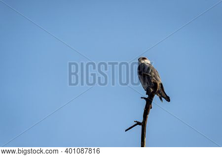 Black Shouldered Kite Or Black Winged Kite Perched On Branch Of A Tree With Blue Sky Background Duri