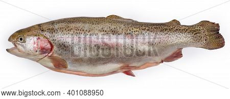 Whole Disemboweled Carcass Of A Fresh Uncooked Rainbow Trout On A White Background, Side View